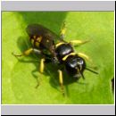 Crossocerus vagabundus - Grabwespe w03 8mm.jpg